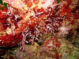 Popolamento con lamine riccamente epifitate da corallinacee crostose
